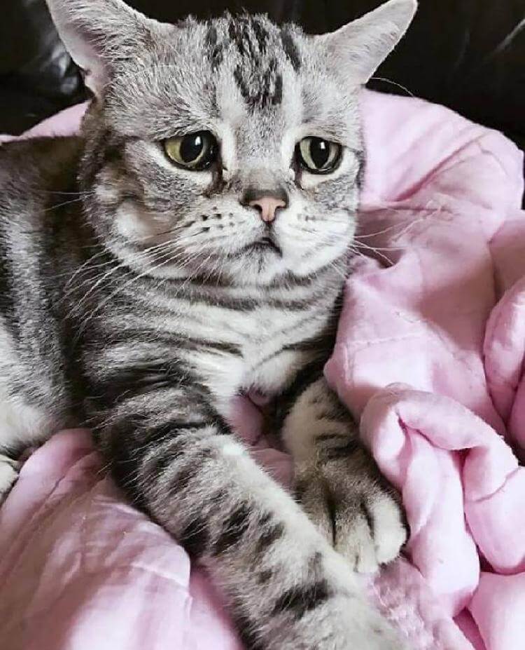 Луху — самая грустная кошка в мире