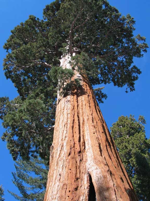 Царапая небо ветвями: самые высокие деревья мира sempervirens, Местоположение, Sequoia, Калифорния, Диаметр, Дерево, РедвудКрик, деревьев, дерево, Гумбольдт, дерева, самое, высокое, Редвудс, Гиперион, самым, высота, Приток, общественности, Гелиос