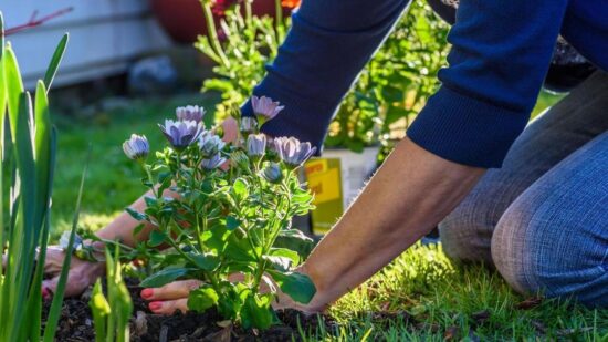 Эксперт Капустина назвала 7 типичных ошибок в мульчировании, которые губят растения