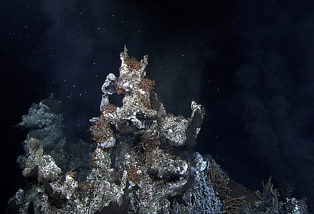 Кто это курит на дне океана? морские обитатели,океан,природа,тайны и загадки