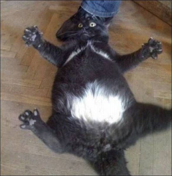 Прикольные картинки картинки из сети, прикол, юмор