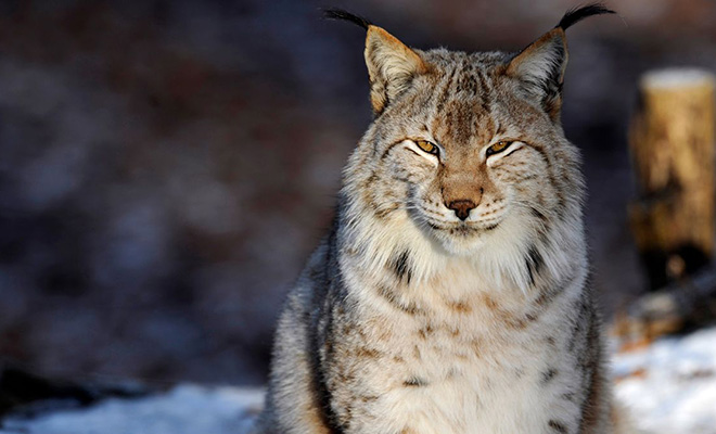 3 создания, которые исчезли с нашей планеты, но ученые вернули их обратно Культура