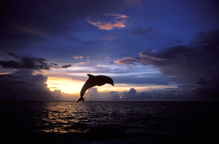 дельфин на Карибах