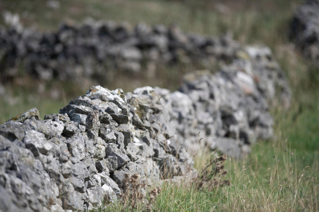 Короли камуфляжа из животного мира Короли камуфляжа из животного мира животные