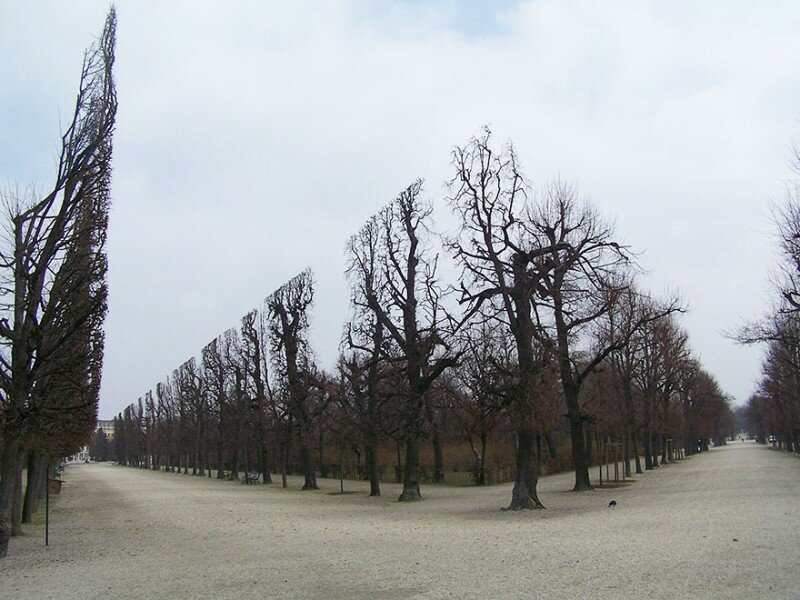 Деревья в парке Шёнбрунн