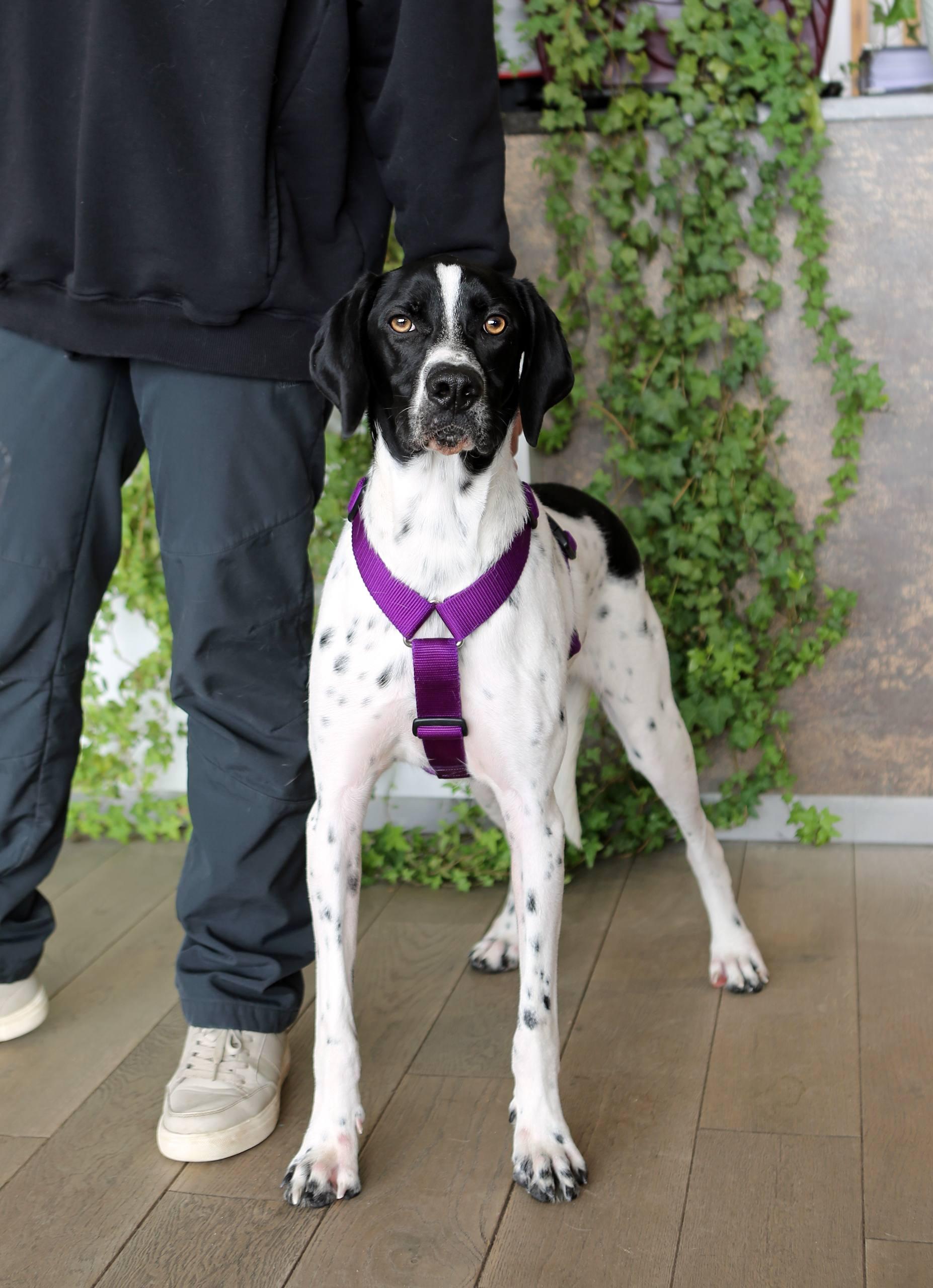 Собака Имбирь