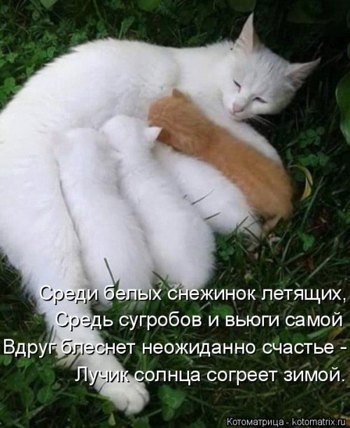 Свежая котоматрица для всех на выходные 