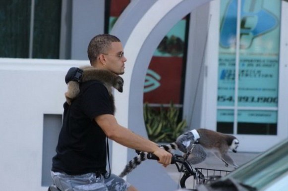 Эти домашние питомцы наводят страх картинки,юмор