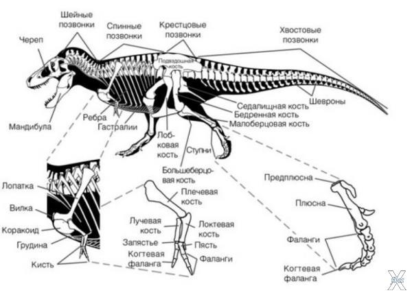 Скелет тираннозавра