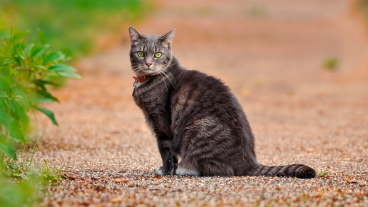 Дождись меня, Мура