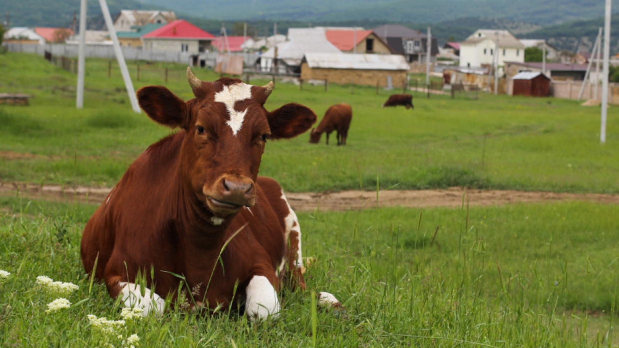 Подмосковные сотрудники МЧС спасли застрявшую в канаве корову