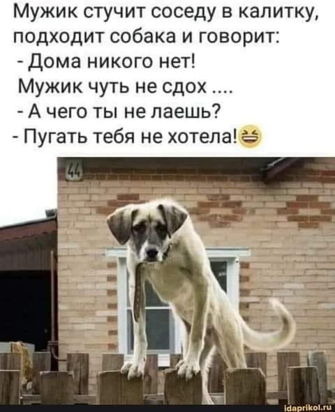 Возможно, это изображение (один или несколько человек, собака и текст «мужик стучит соседу в калитку, подходит собака и говорит: -дома никого нет! мужик чуть не сдох.... -а чего ты не лаешь? -пугать тебя не хотела! idaprikol.ru»)