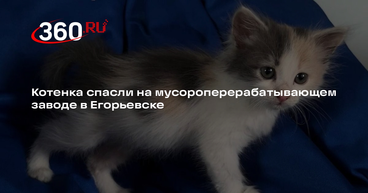 Котенка спасли на мусороперерабатывающем заводе в Егорьевске