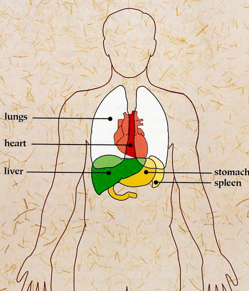 Как эмоции связаны с внутренними органами согласно китайской медицине китайская медицина,психосоматика,стресс,эмоции