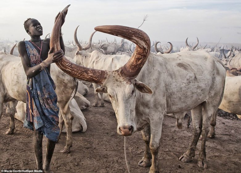 Путь быка: один день из жизни африканского племени коров, племя, удивительные, использует, качестве, никогда, Южном, Красавцы , температуру, понижает, возвращается, затем, воздуха, потоками, охлаждается, Кровь, рогам, циркулирующая, другие, терморегуляции