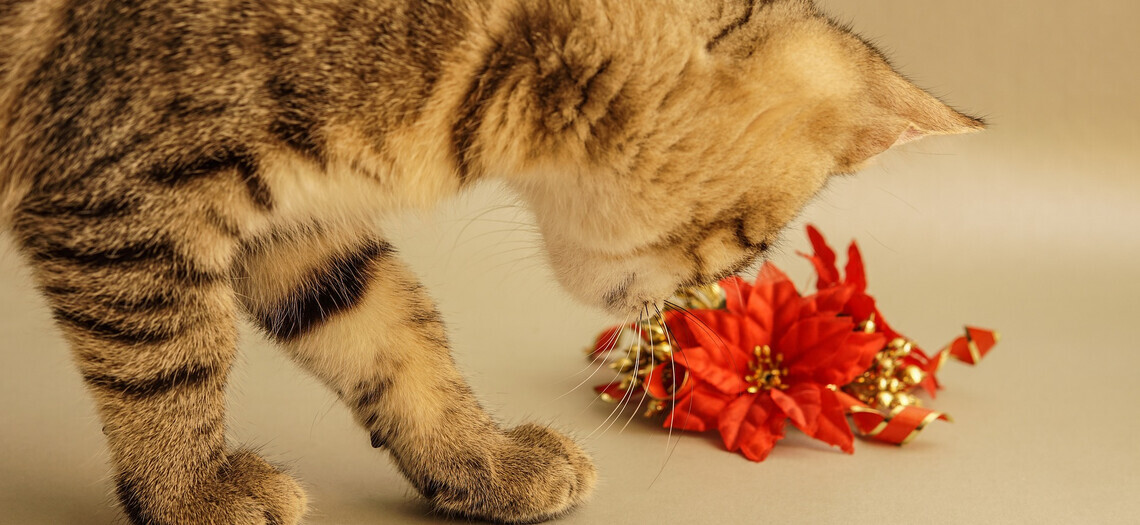 Елка vs кот — 1:0: подборка смешных снимков о том, как спасти новогоднюю елку от питомцев 
