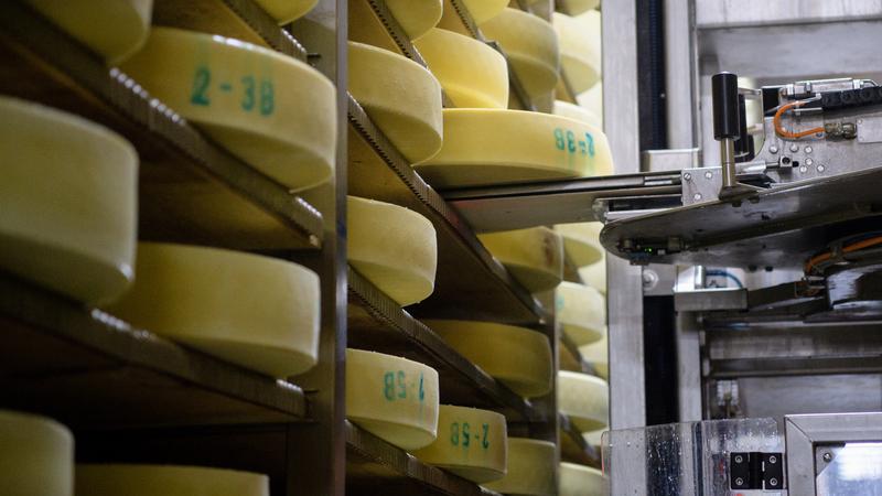 До конца года в Ленобласти планируют открыть ещё один завод по производству сыра