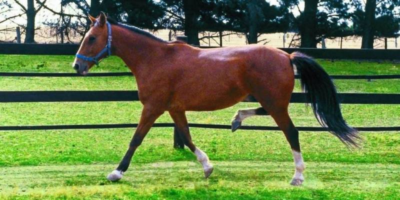 Что такое аллюр: разновидности и характеристика лошадиного бега