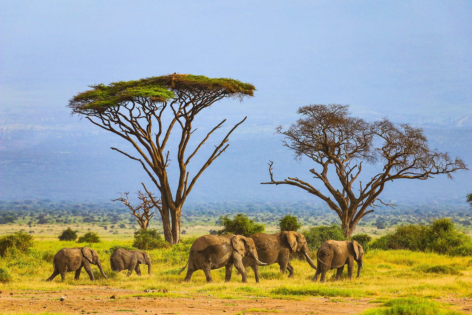Следующая остановка --Африка когда, увидеть, можно, только, здесь, саванны, очень, животных, всего, чтобы, Килиманджаро, поэтому, которые, дальше, Масаи, практически, Здесь, после, сафари, людей