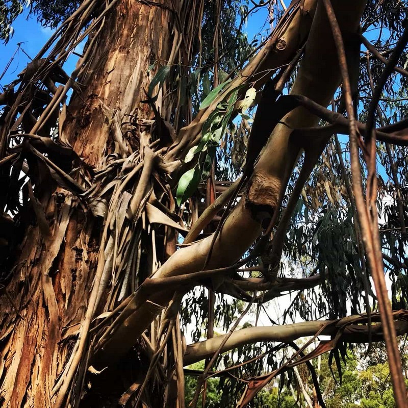 Интересные факты о растениях, которые могут вас удивить Интересные факты о растениях, которые могут вас удивить