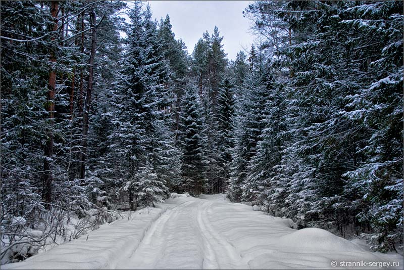 Лесная дорога в еловом лесу