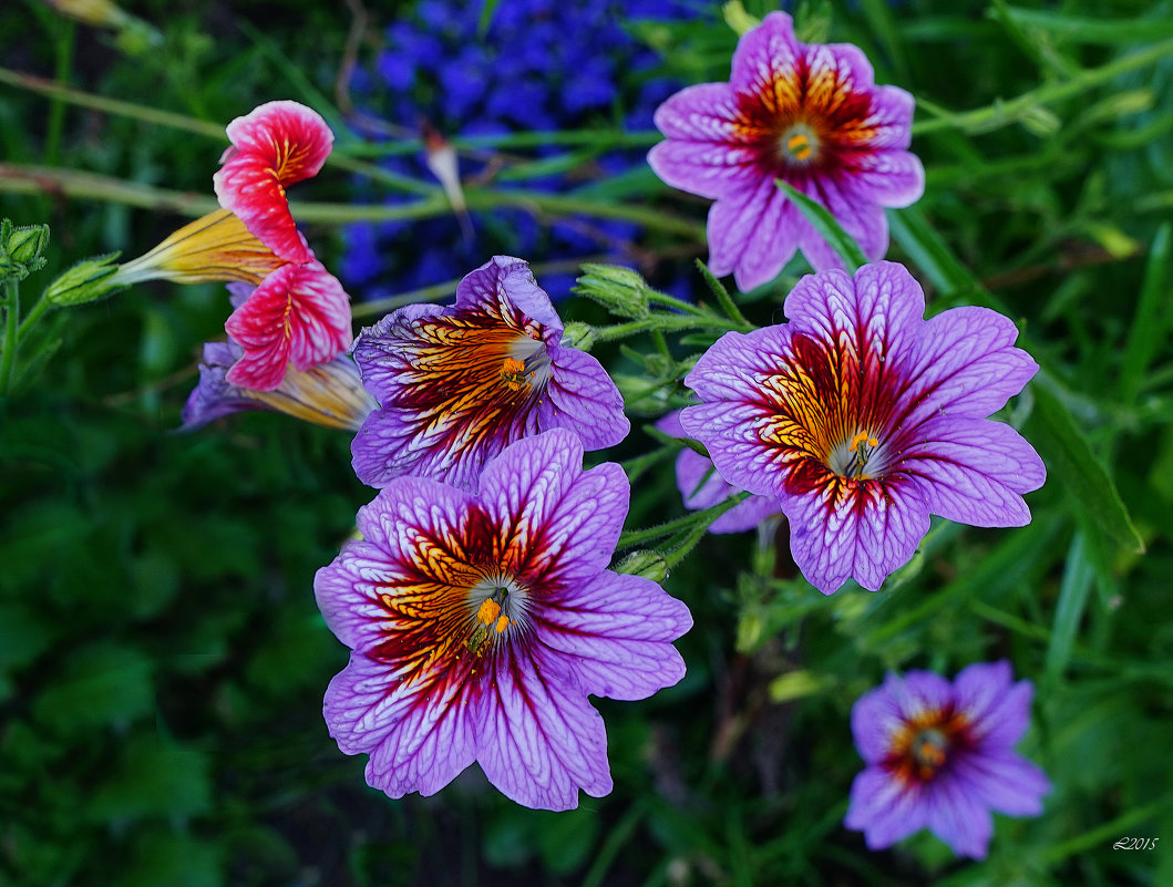 Апрельские посевы цветов и декоративных растений рассада цветов в апреле