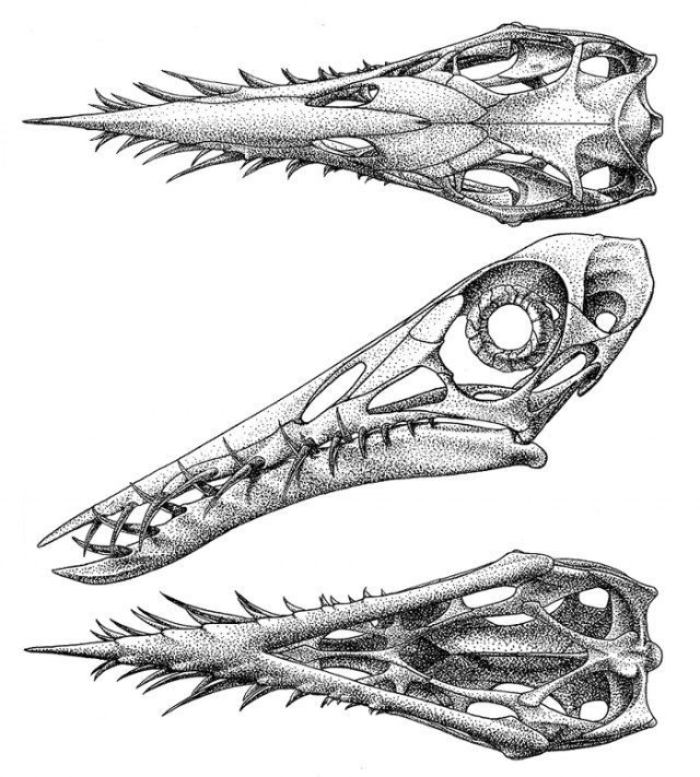 Череп рамфоринха - зубы идеальны для ловли скользкой добычи. животные, интересно, окаменелости, палеонтология