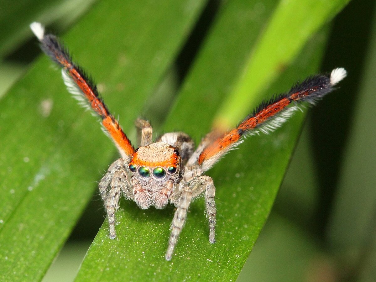 Когда пауки танцуют? глаза, хелицеровых, паутине, вверх, поднимает, видеть, пауку, глазами, зрения, наблюдает, танцем, способные, может, Паукискакуны, можемНо, стало, конце, размера, вместе, позволяют