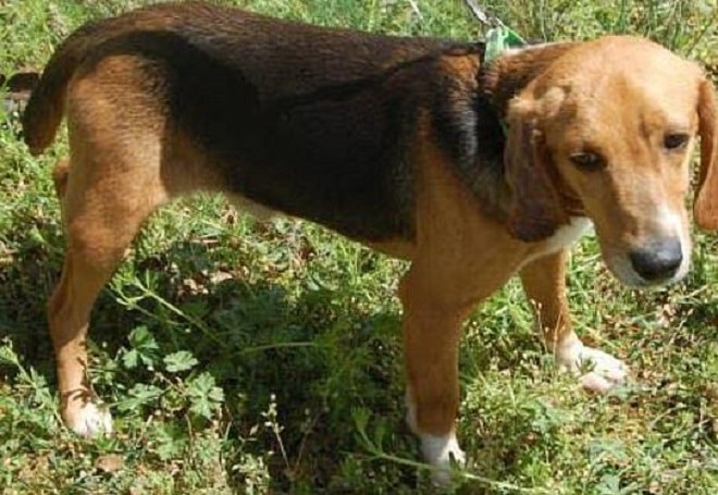 Собака стоит