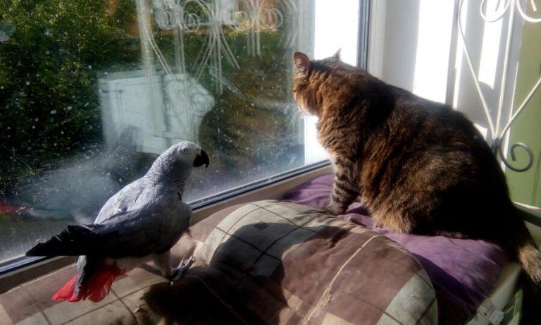 Ловец и Кара