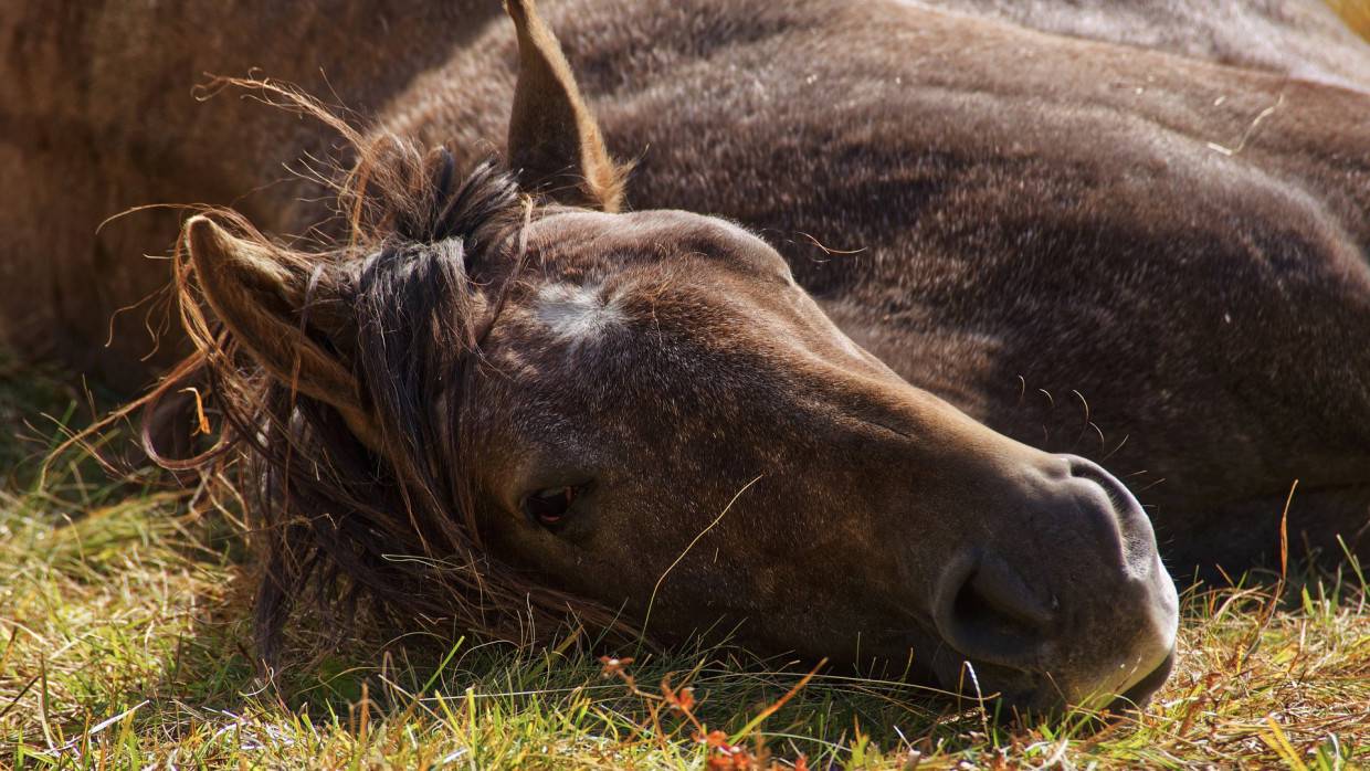 Челябинцы выставили на продажу гнедого жеребца стоимостью 400 млрд рублей
