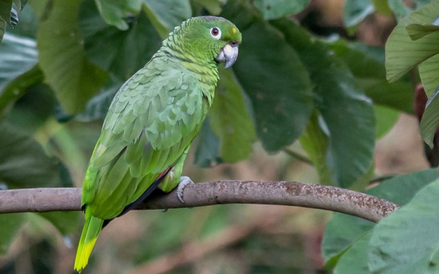10 видов попугаев, которых легко научить говорить попугай, достаточно, очень, будет, природе, звуки, какаду, попугаев, также, способен, могут, птица, легко, времени, любят, быстро, может, человеческую, гораздо, весьма