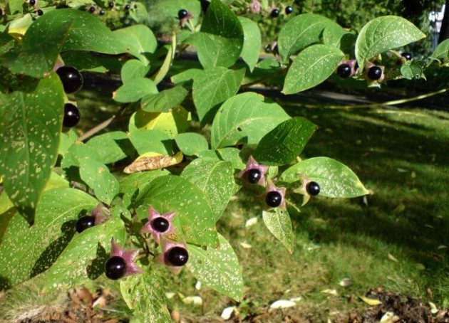 5 ядовитых растений России, которые можно перепутать со съедобными здоровье,растения