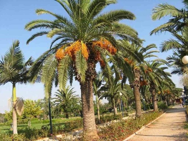 Финики - чудо природы. Невероятная история священного фрукта