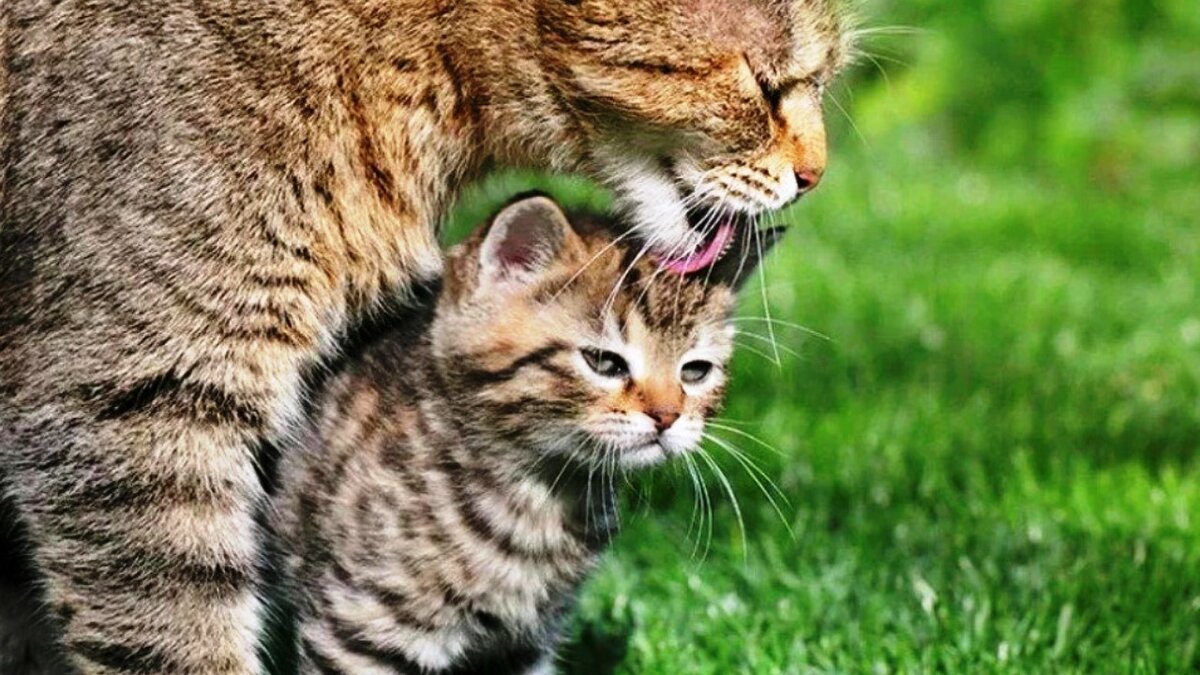 Ты со мной мышей не ловил