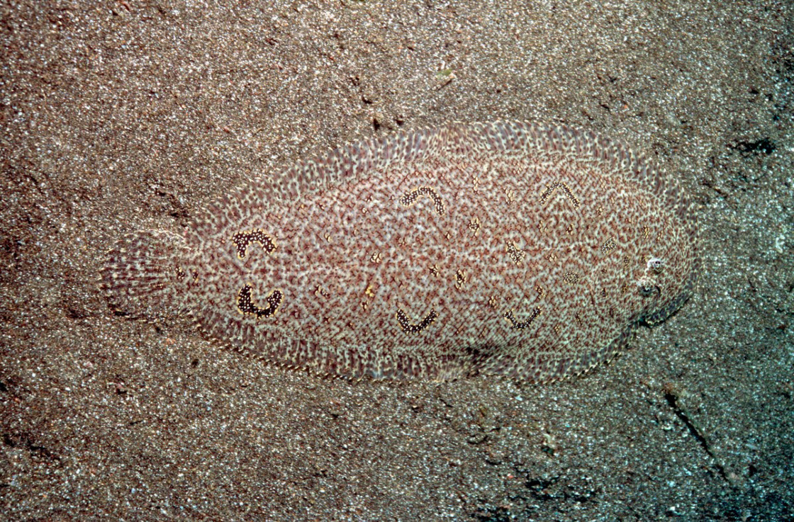 Короли камуфляжа из животного мира Короли камуфляжа из животного мира животные