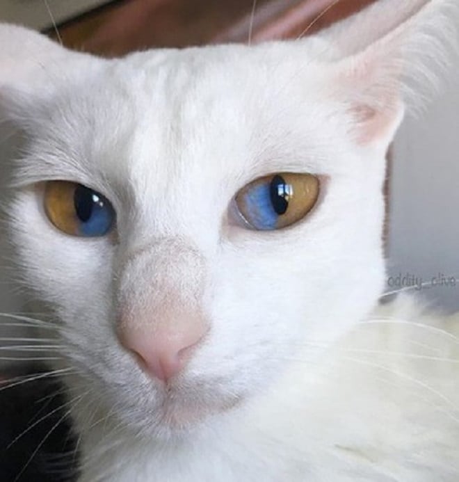 Недовольная кошка