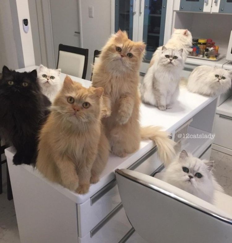 Самые дерзкие и нахальные коты, которые не собираются никого слушать! Самые дерзкие и нахальные коты, которые не собираются никого слушать!