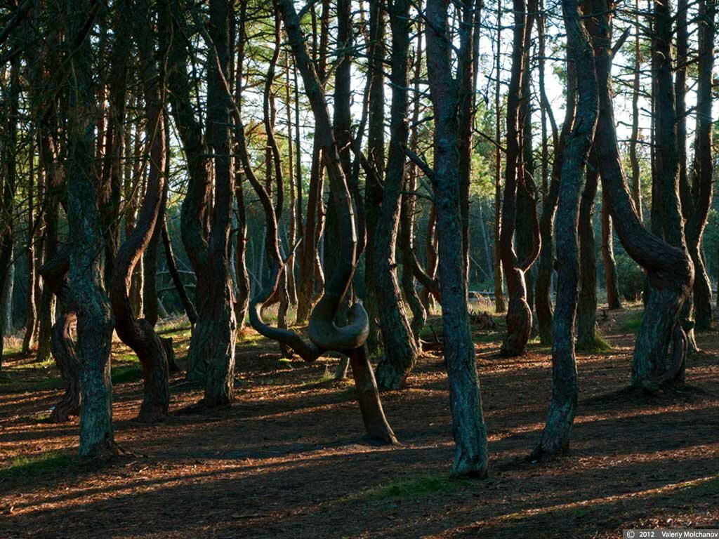 Сайт парк коса. Куршская коса Танцующий лес. Куршская коса Калининград Танцующий лес. Танцующий лес на Куршской косе в Калининградской области. Танцующий Лев Курской косе Калининградской области.