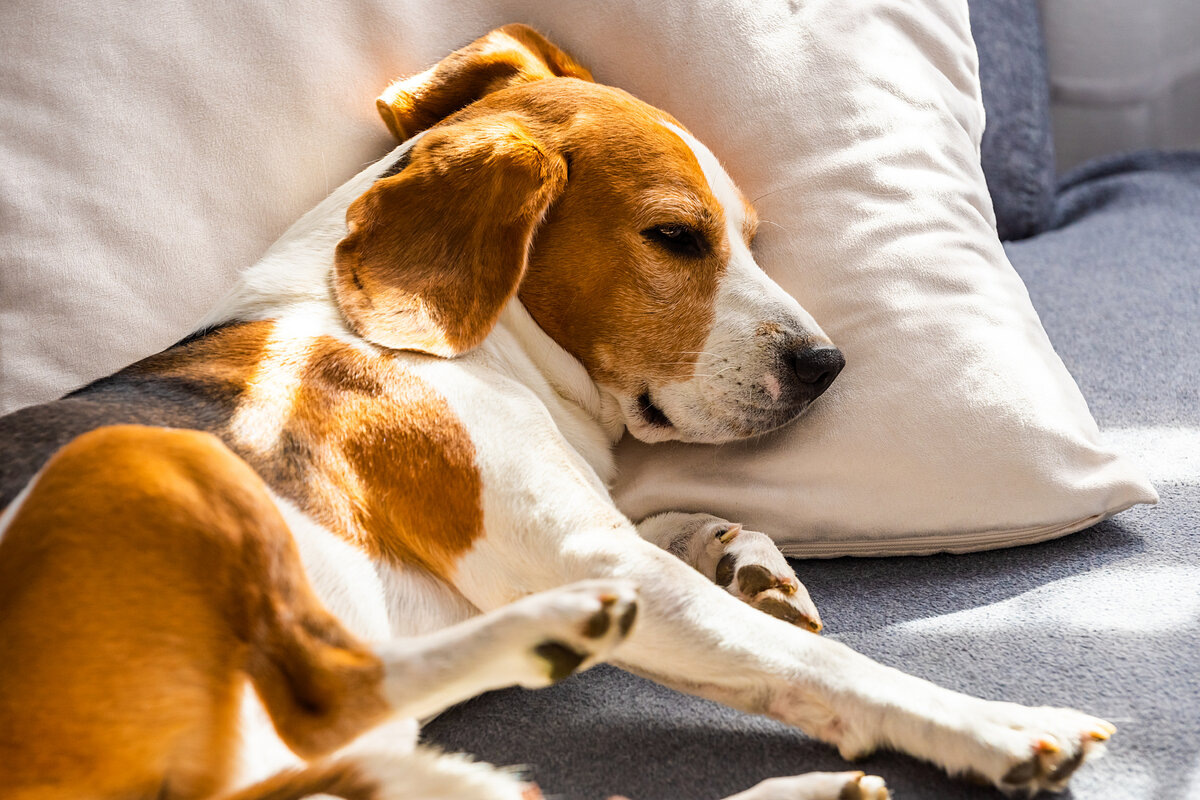 Кого собака выберет хозяином? Расследование с лапами и хвостом когда, первым, кресло, собаки, выбирает, просто, вожака, место, получает, чтобы, понимает, значит, куски, кормит, кто‑то, целая, лучше, семье, уважение, садится