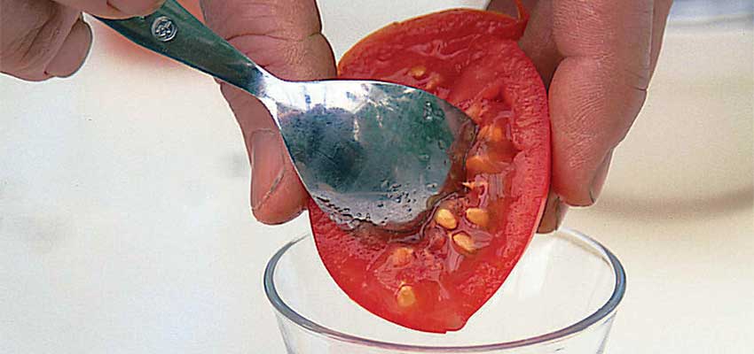 Готовим семена томатов. Заготовка семян томатов. Семена из помидор. Свои семена томатов.