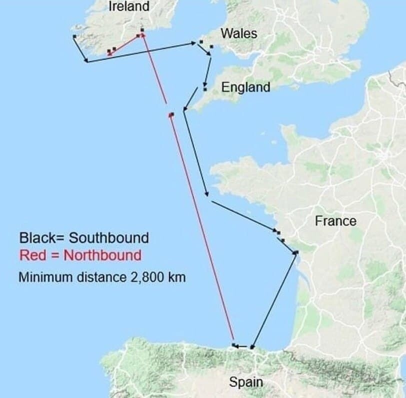 Карта путешествия Валли. Фото: atlantic_salmon_lost_at_sea/instagram.com
