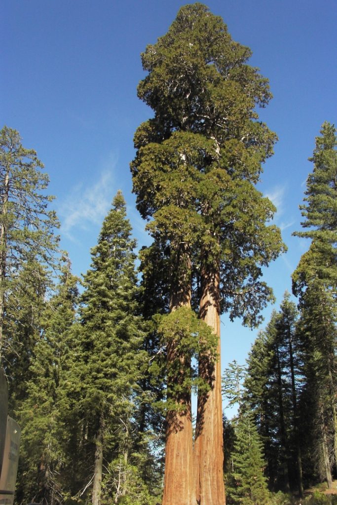 Царапая небо ветвями: самые высокие деревья мира sempervirens, Местоположение, Sequoia, Калифорния, Диаметр, Дерево, РедвудКрик, деревьев, дерево, Гумбольдт, дерева, самое, высокое, Редвудс, Гиперион, самым, высота, Приток, общественности, Гелиос