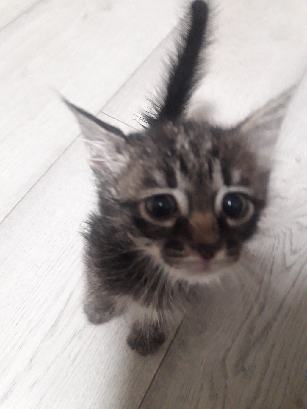 котенок в доме