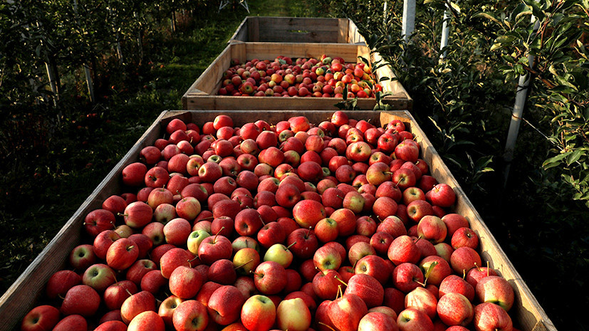 Продукт санкций: Путин продлил продовольственное эмбарго до конца 2020 года