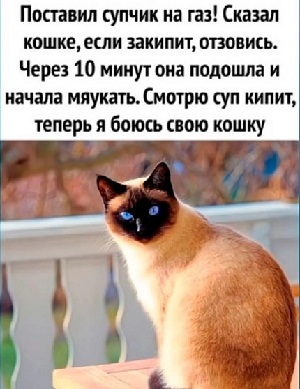 Дневник котэ (один день из жизни) Получилось, можно, мести, куртку, спать,  Утро Эта, разложила, инстинкт, точка, когтеточки…Отдохнуть, решила, Паззлы, Собирать, возможность, рожей, угламВечер Эта, зараза, забыла, гадство, пойму