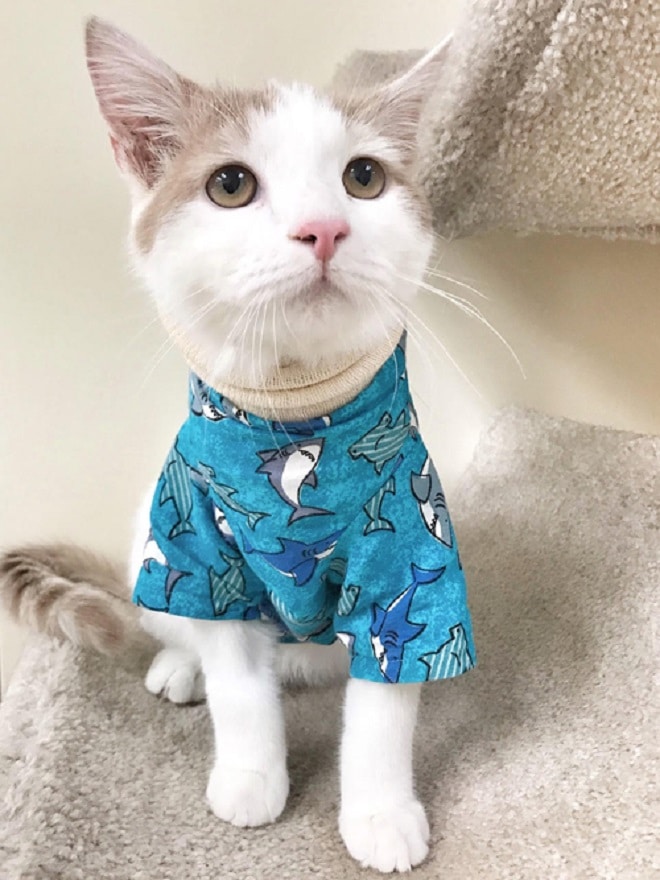 Котик одетый