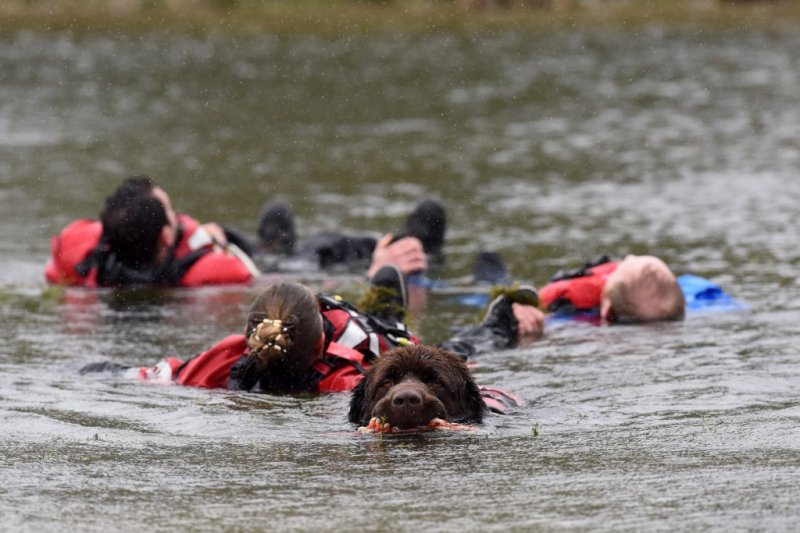Ньюфаундленды - нежные гиганты, которые спасают жизни Ньюфаундленды - нежные гиганты, которые спасают жизни