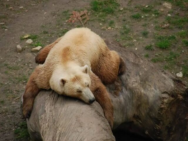Гролар — это гибрид белого медведя и гризли, который встречается как в неволе, так и в дикой природе. © culturacolectiva  📷
