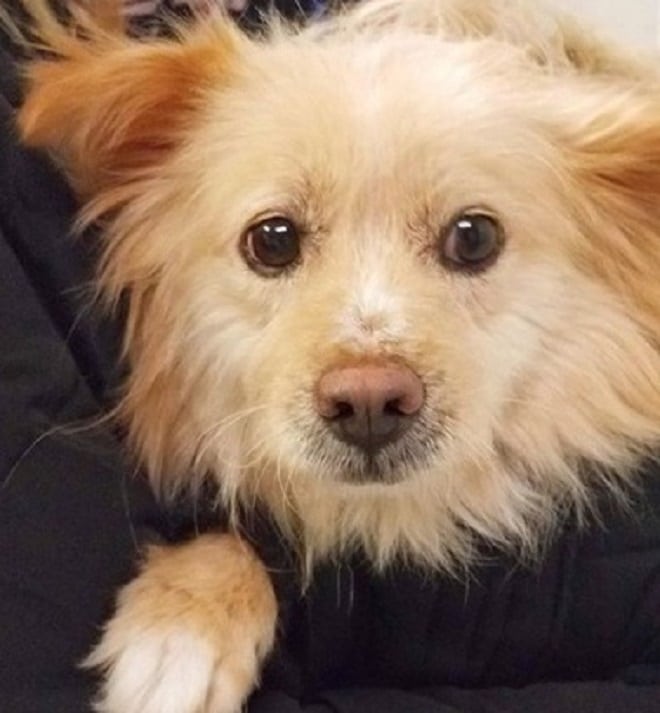 Собака с грустными глазами